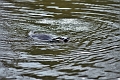 04 01 17_5271_edited-1